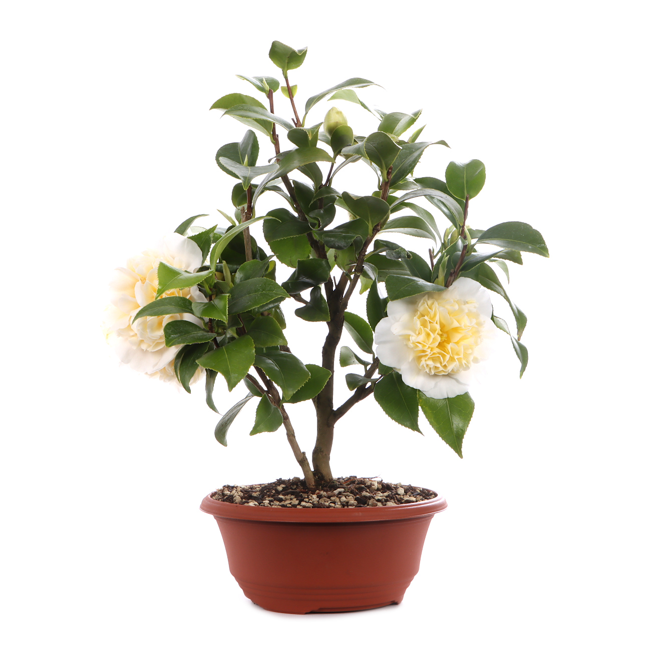 Camellia japonica 'Nobilissima'
