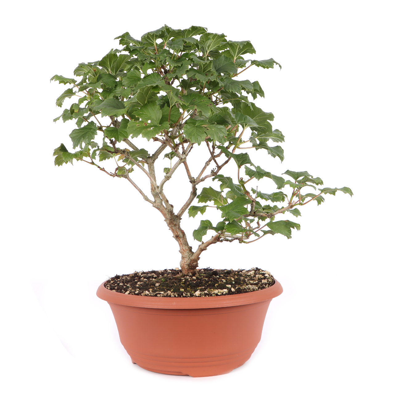 Viburnum opulus