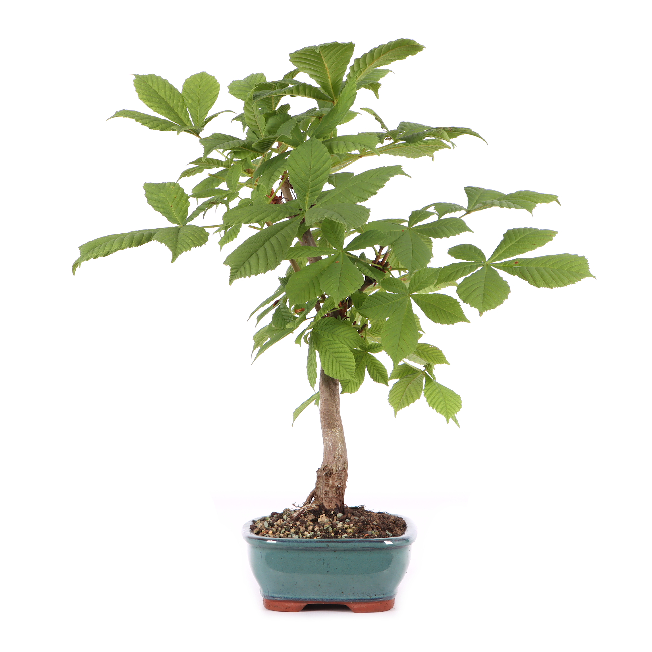 Aesculus hippocastanum