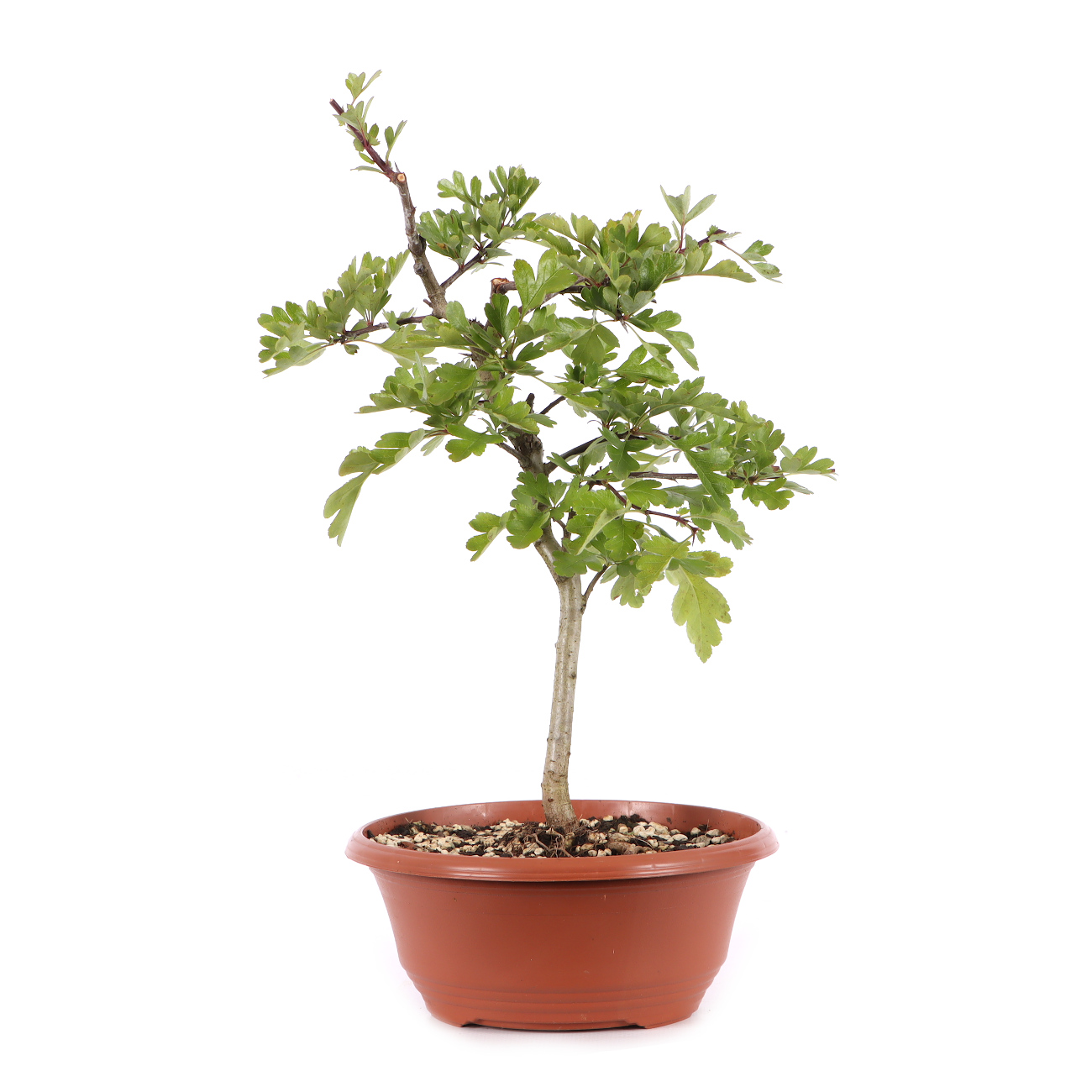 Crataegus monogyna