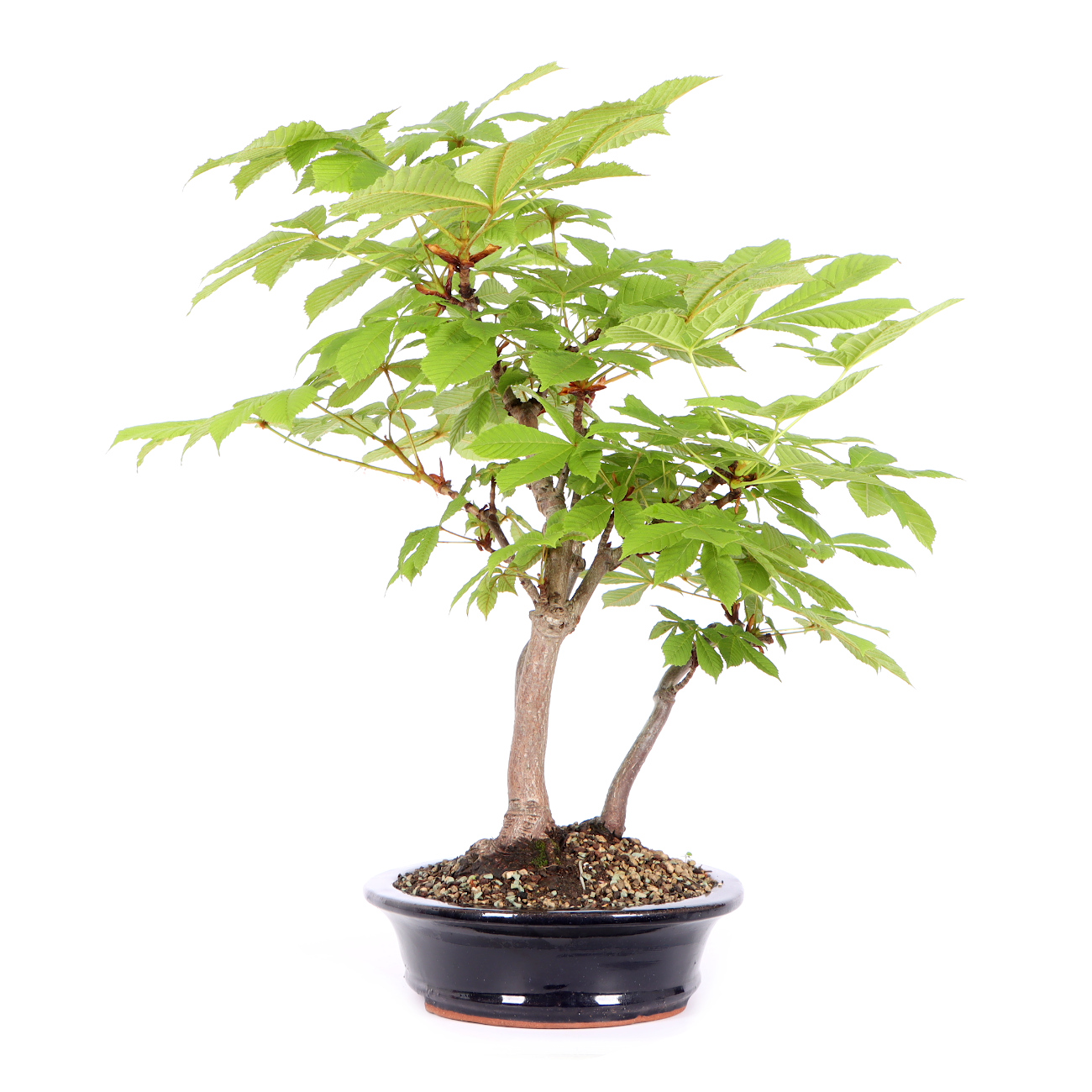 Seitenansicht rechts