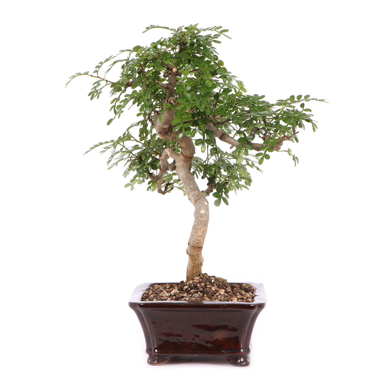Zanthoxylum spec.