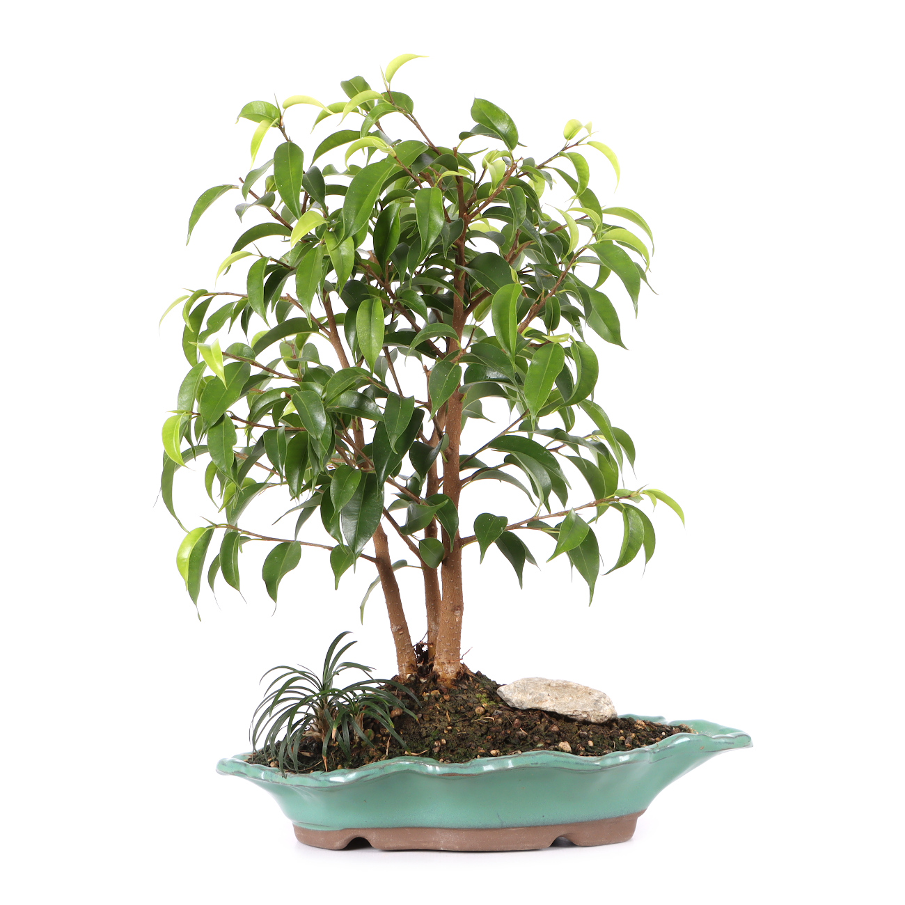 Ficus benjamina 'Natasja'