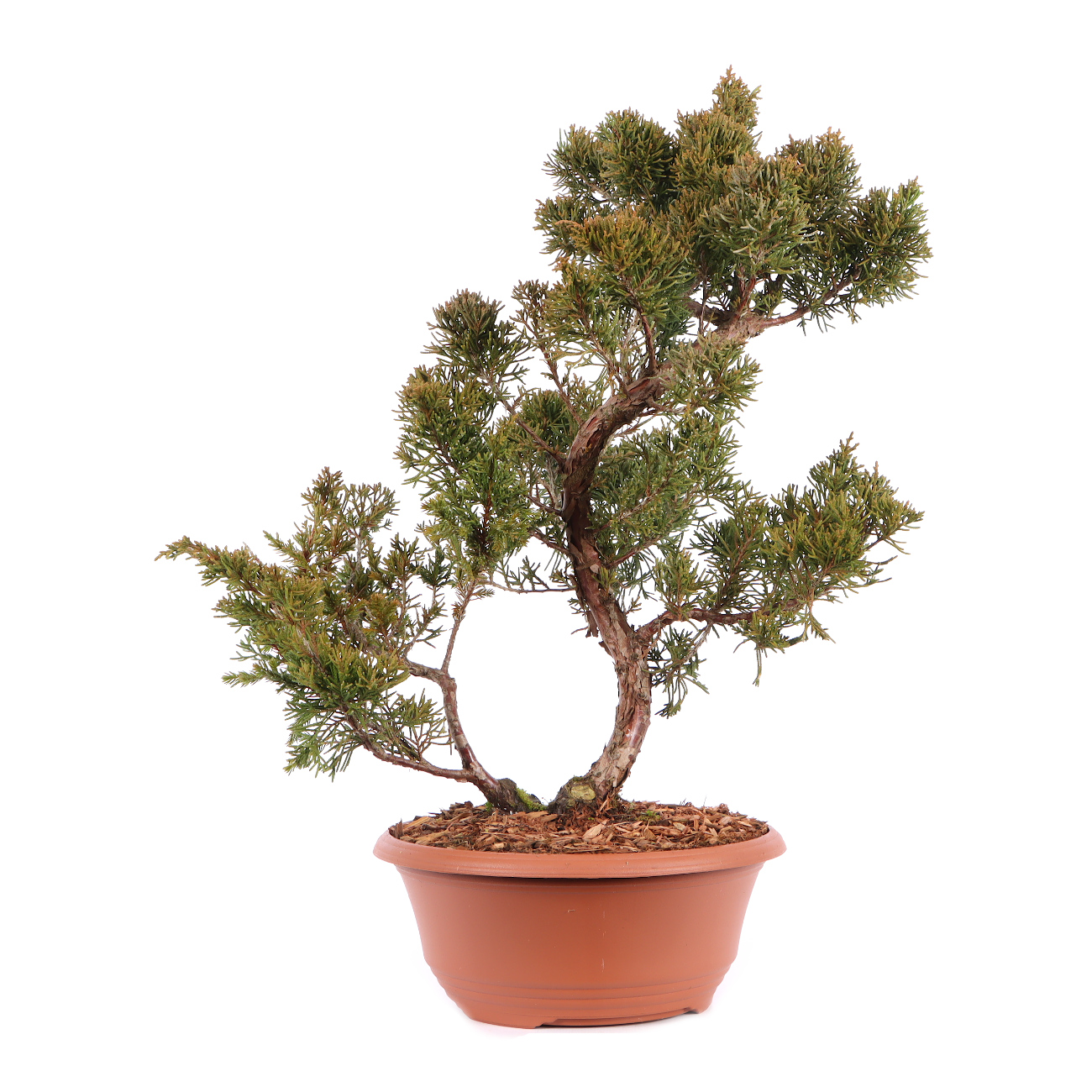 Juniperus chinensis 'Blaauw'