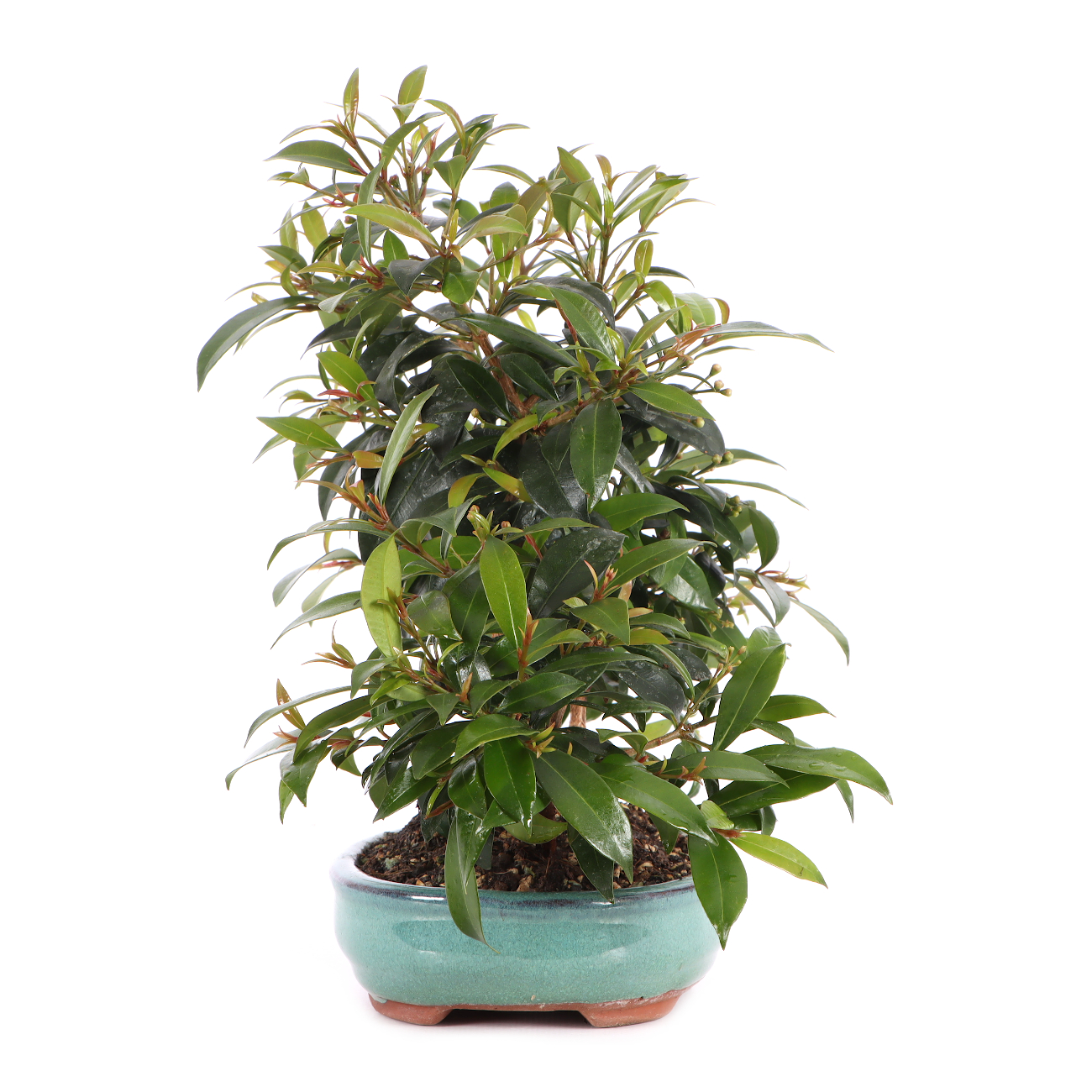 Syzygium paniculatum