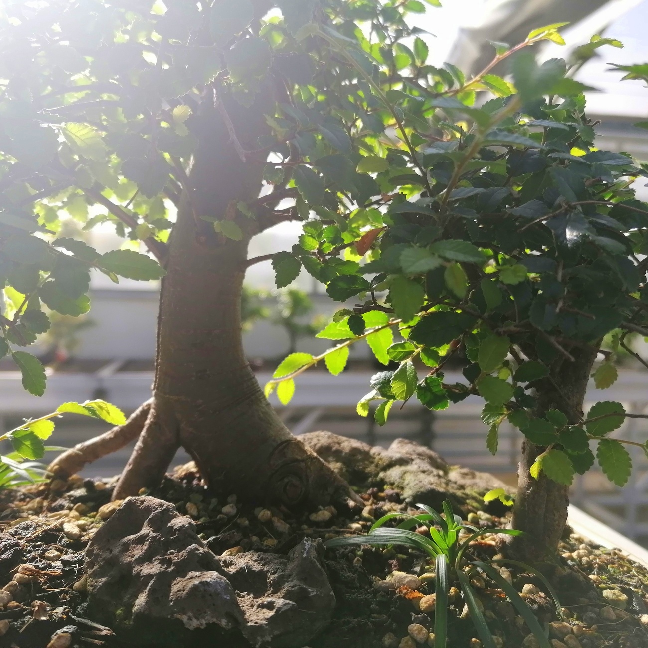 Saikei - Landschaftsgestaltung am 05.12.2026