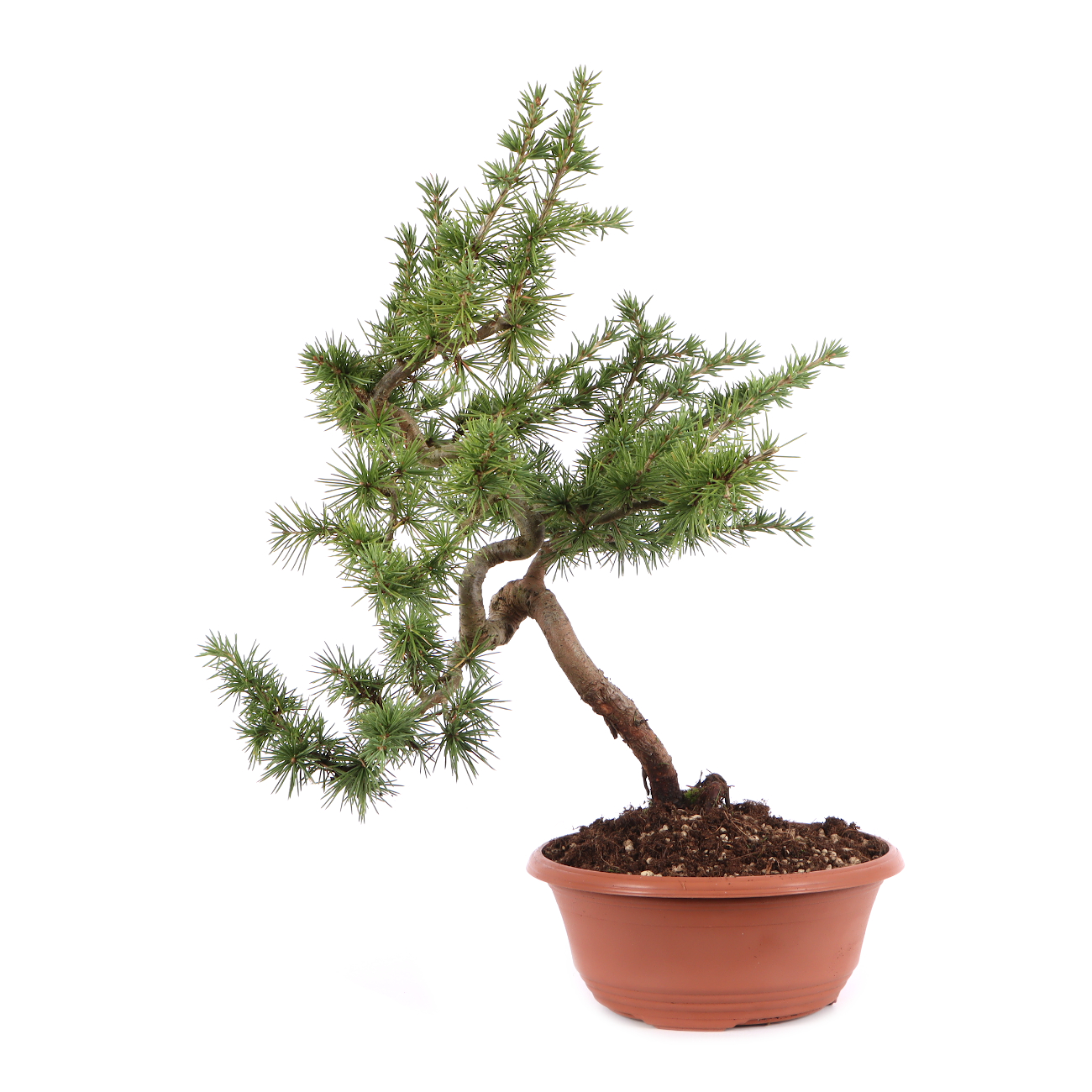 Cedrus atlantica