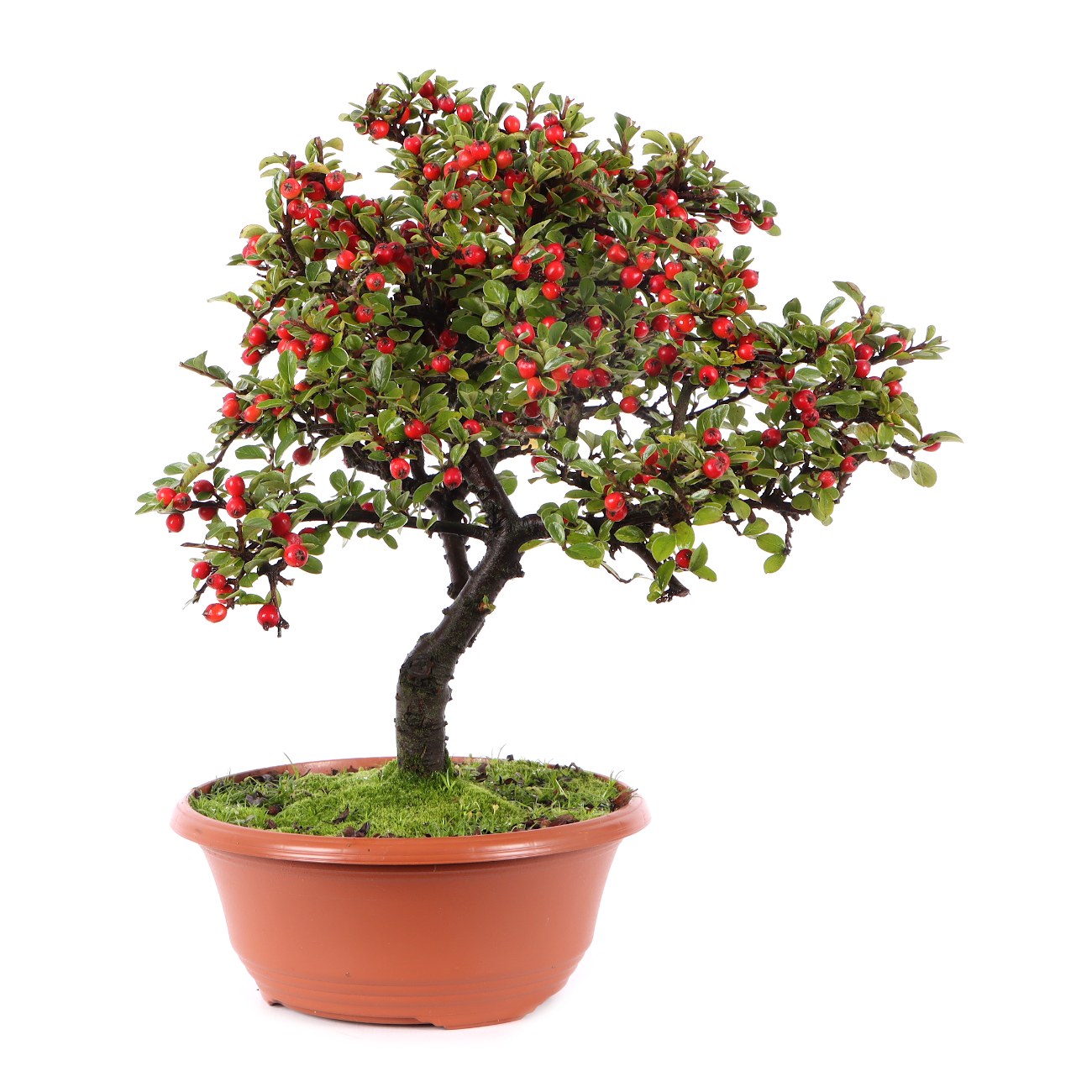 Cotoneaster praecox