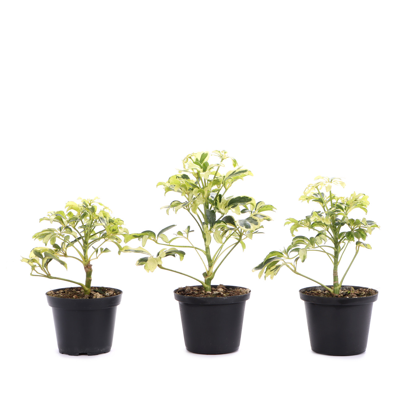 Schefflera arboricola 'Janine'