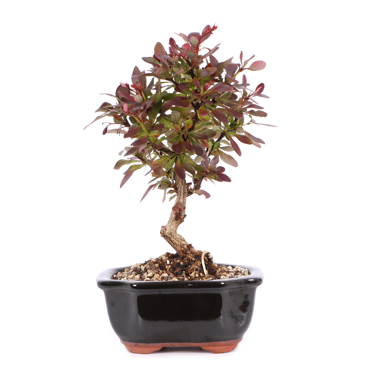 Berberis thunbergii 'Atropurpurea Nana'