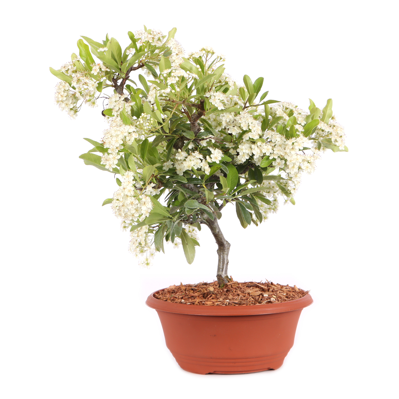 Pyracantha coccinea 'Orange Glow'