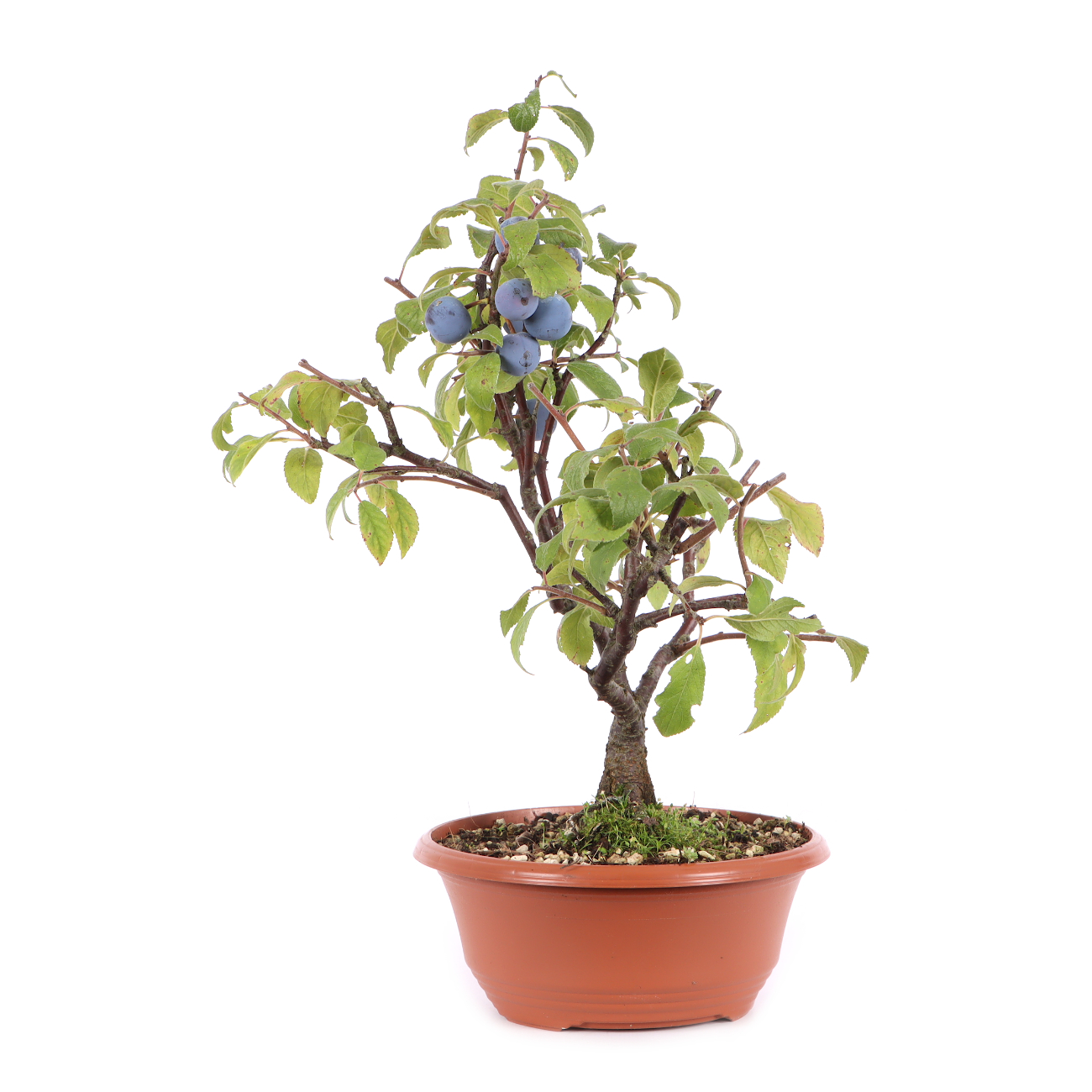 Prunus spinosa