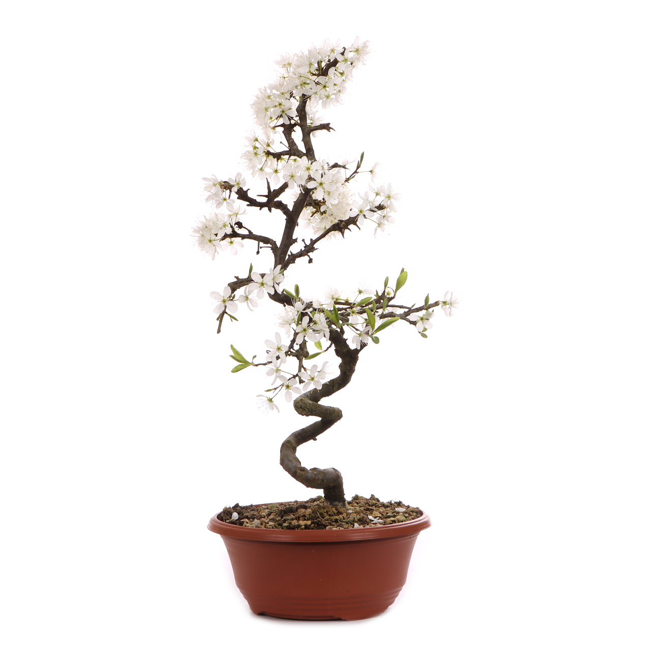 Prunus spinosa