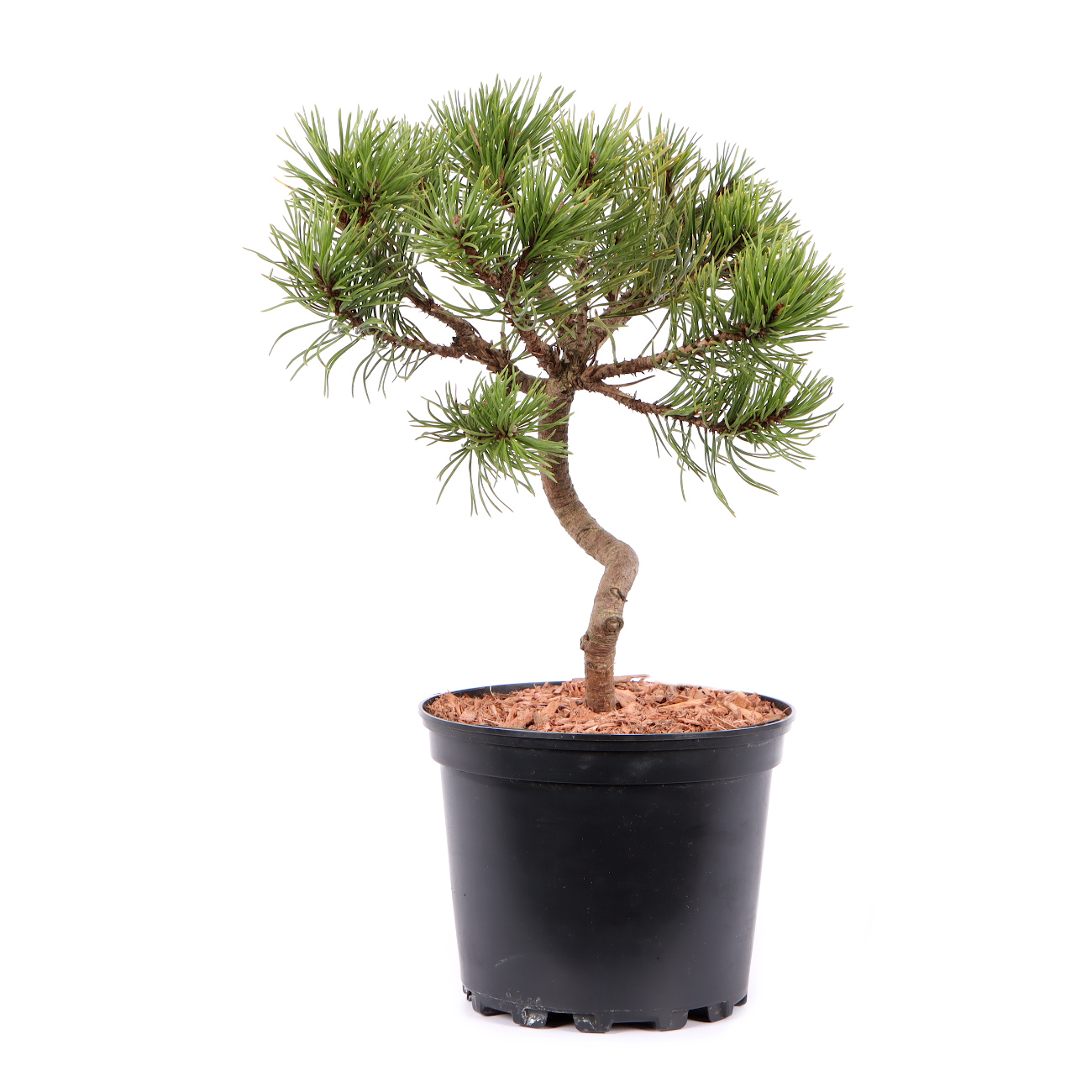 Seitenansicht rechts