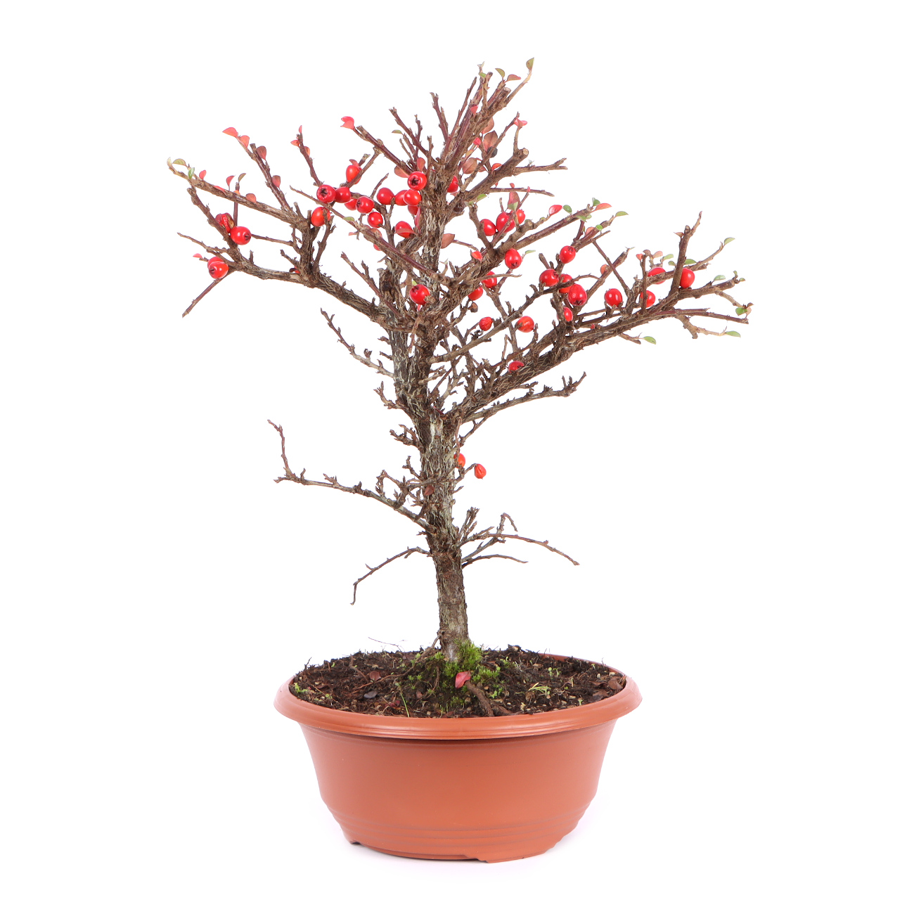 Seitenansicht rechts