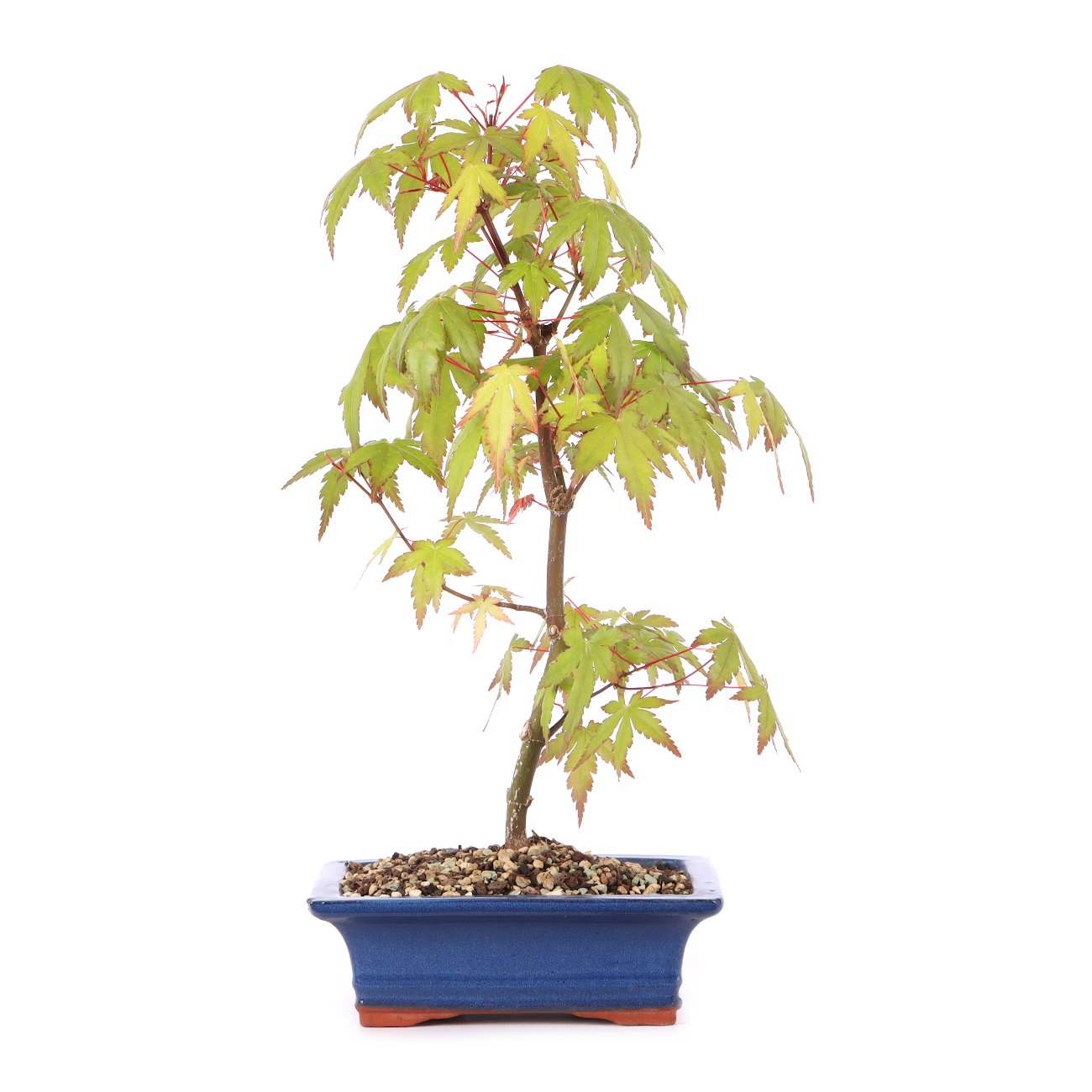 Acer palmatum