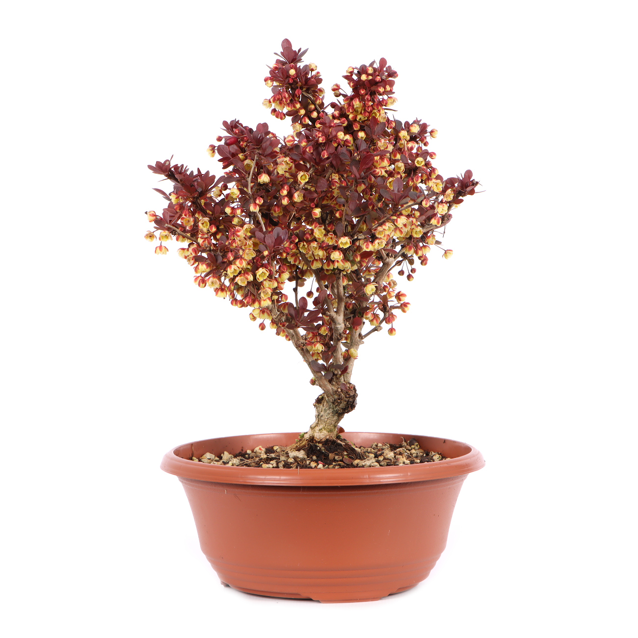 Berberis thunbergii 'Atropurpurea Nana'