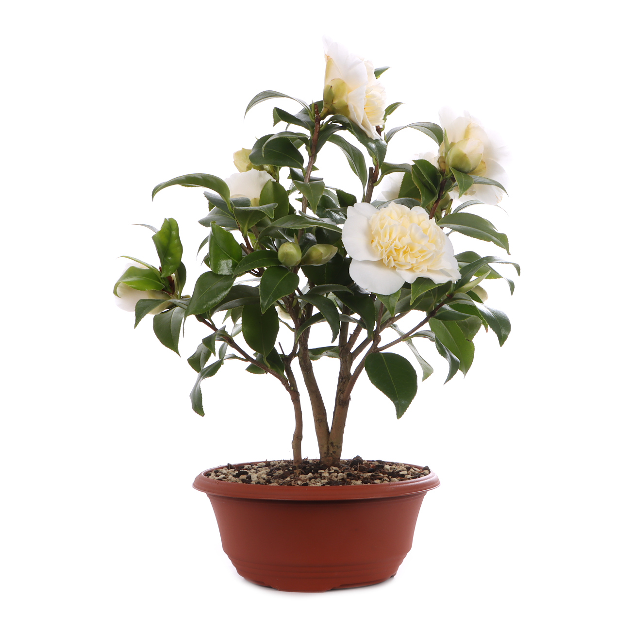 Camellia japonica 'Nobilissima'