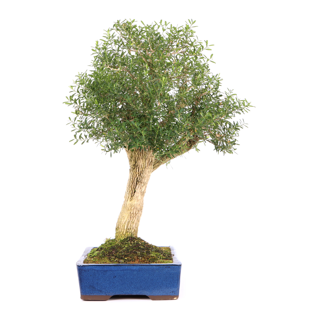 Seitenansicht rechts