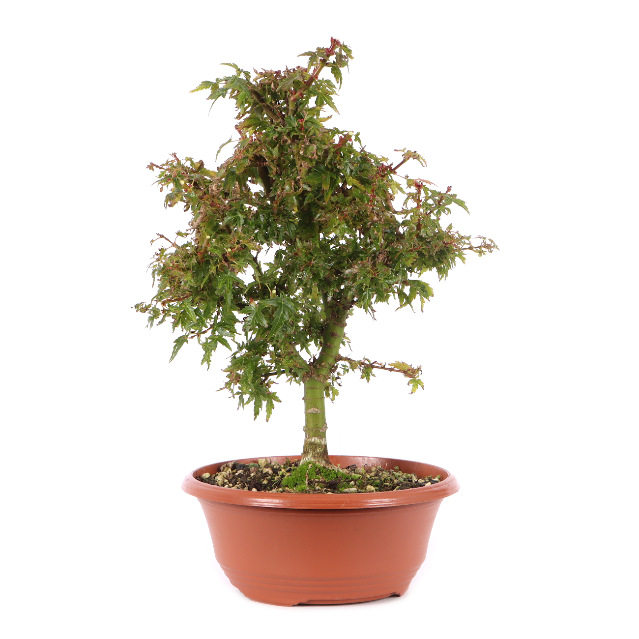 Acer palmatum 'Kotohime'