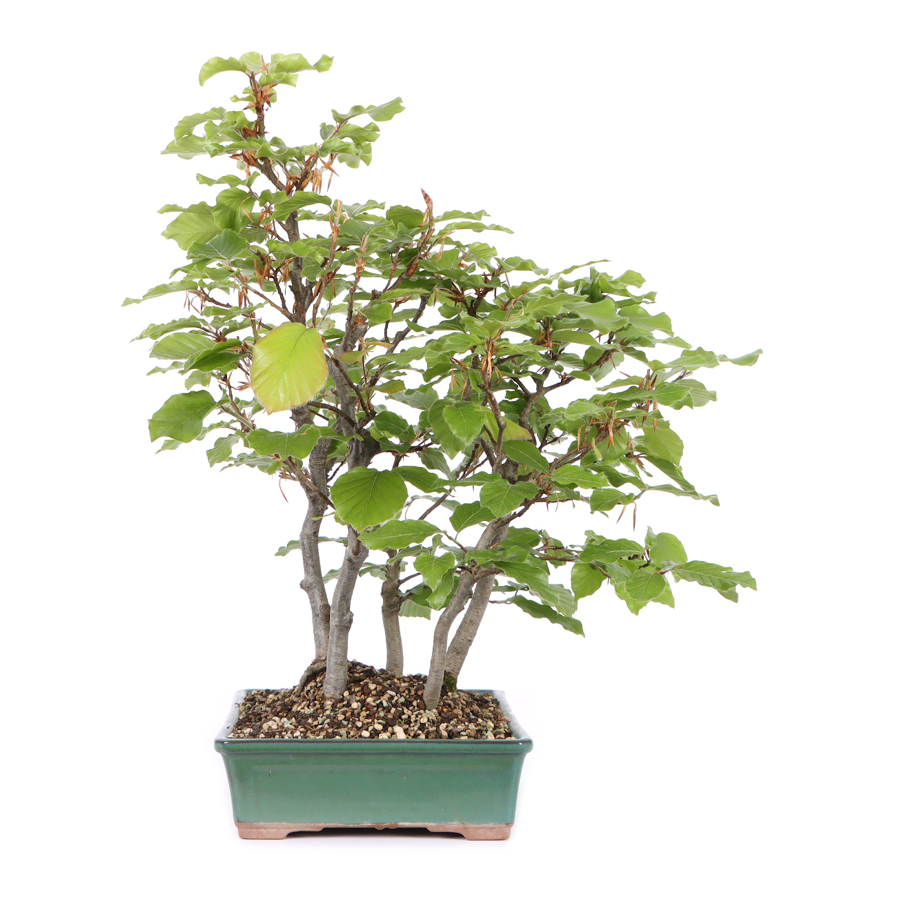 Seitenansicht rechts