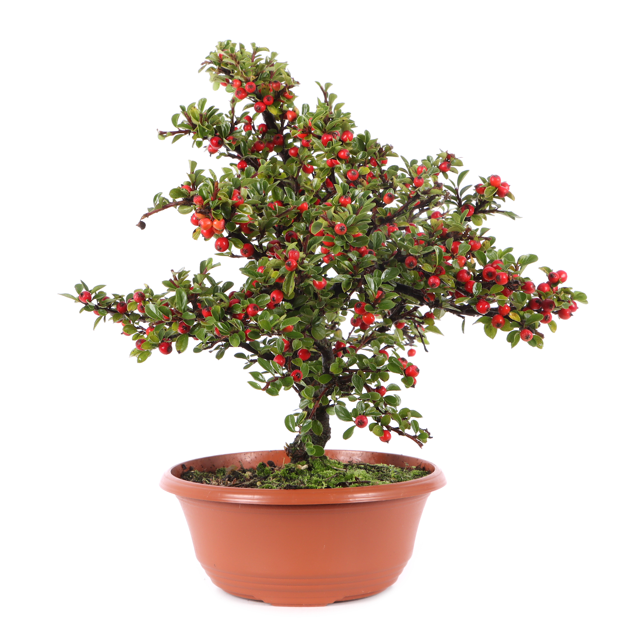 Cotoneaster praecox