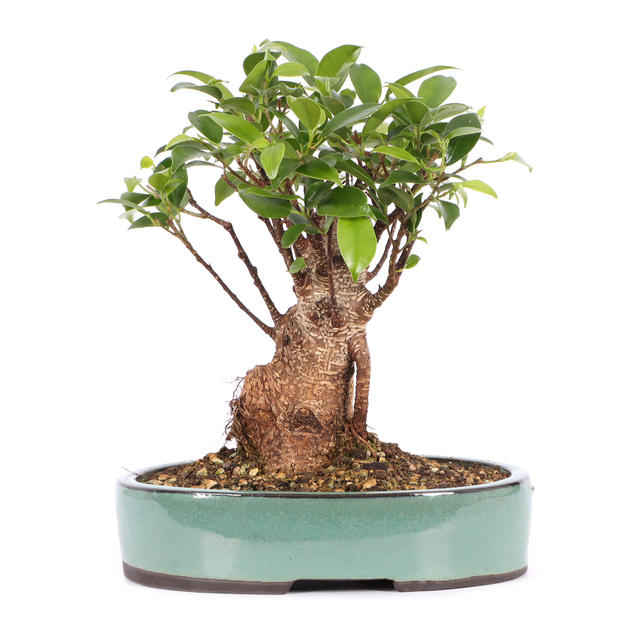 Ficus microcarpa 'Tiger Bark'