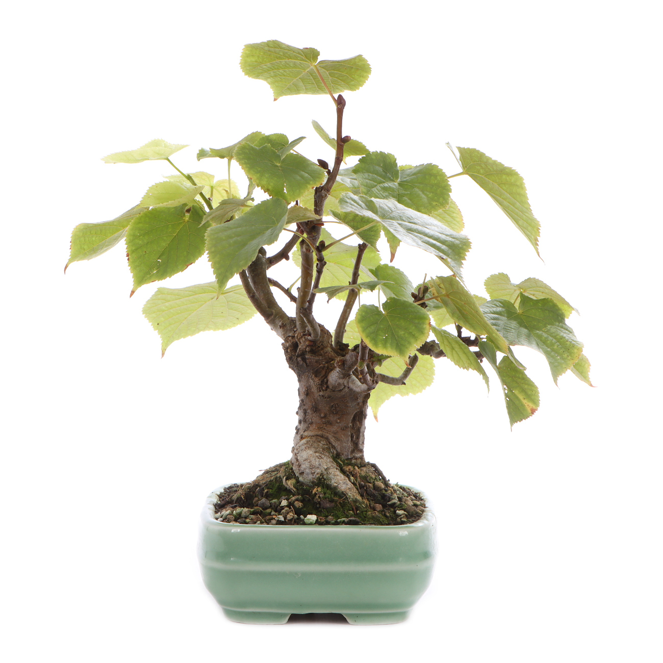 Seitenansicht rechts