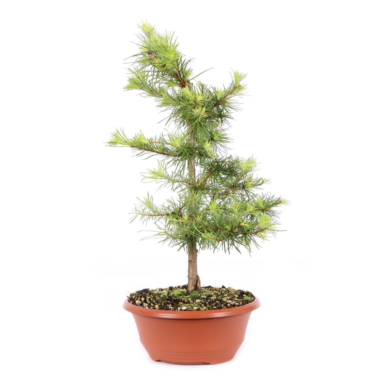 Larix kaempferi