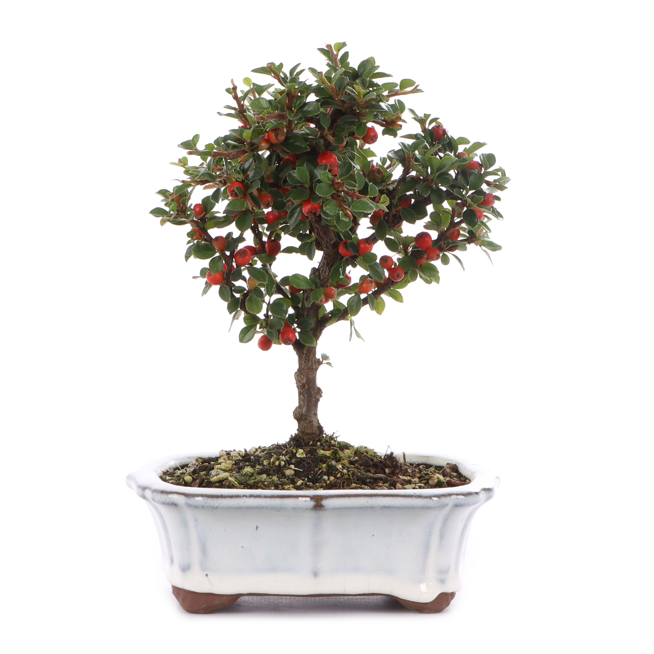 Cotoneaster praecox