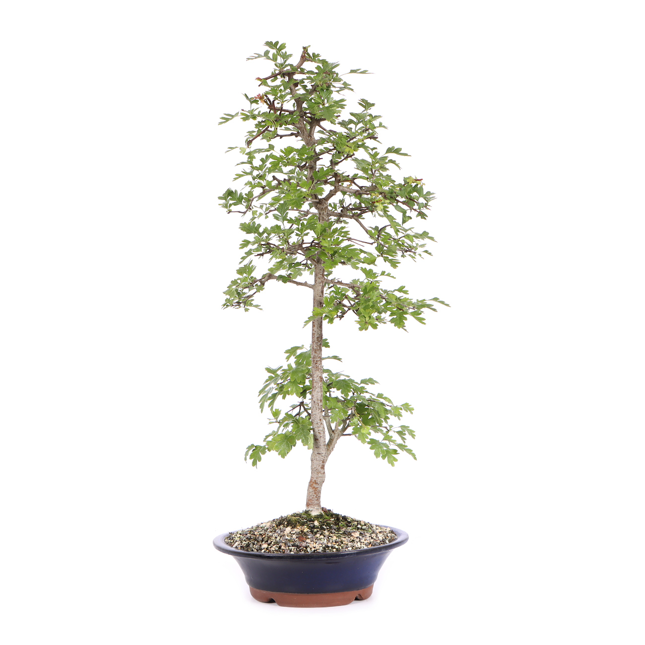 Seitenansicht rechts