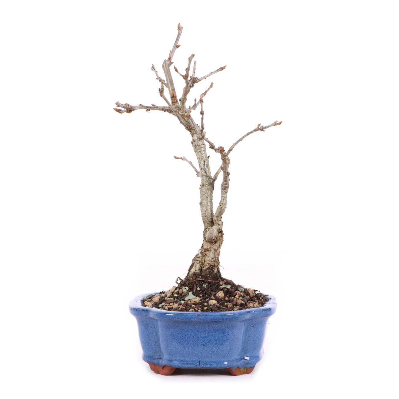 Seitenansicht rechts