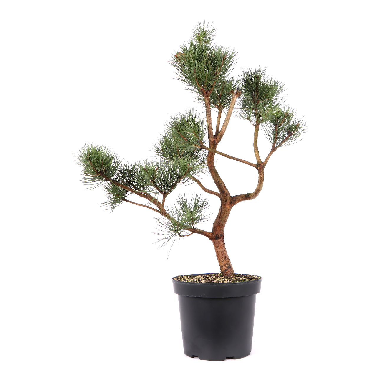Pinus sylvestris