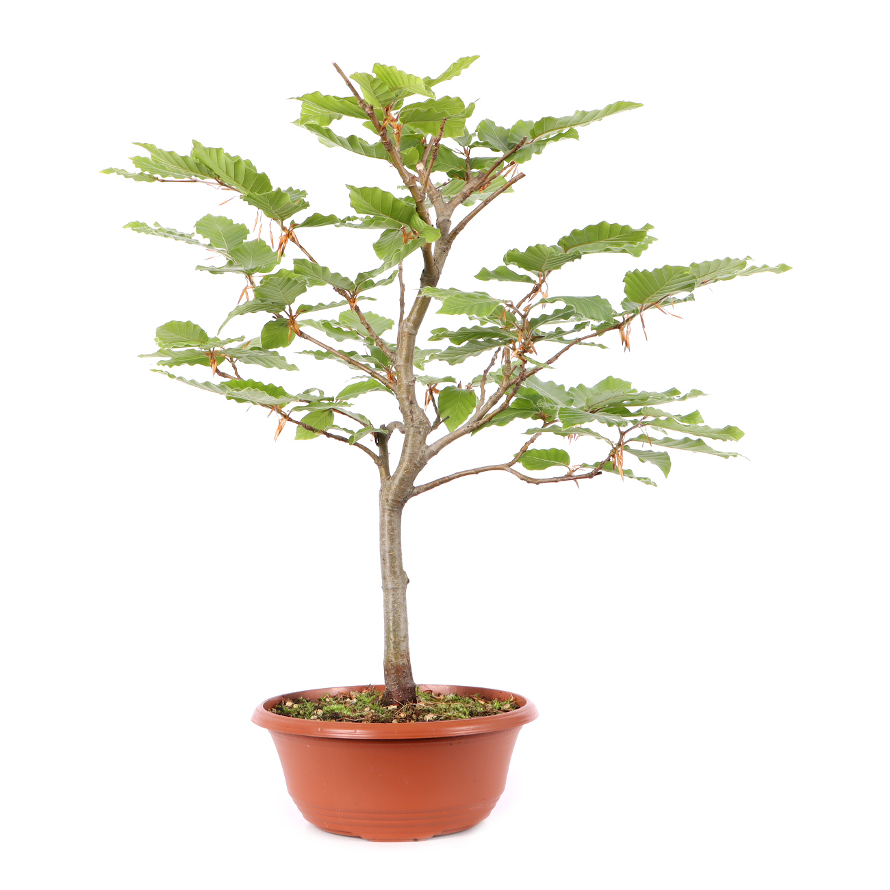 Fagus sylvatica