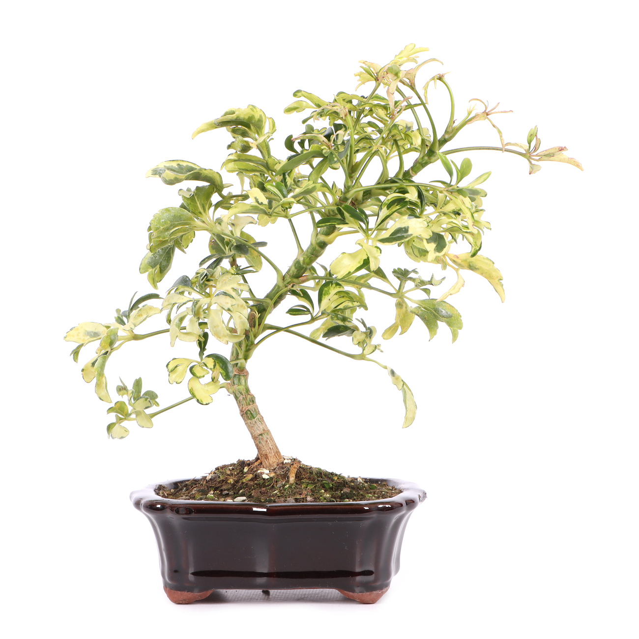 Schefflera arboricola 'Janine'