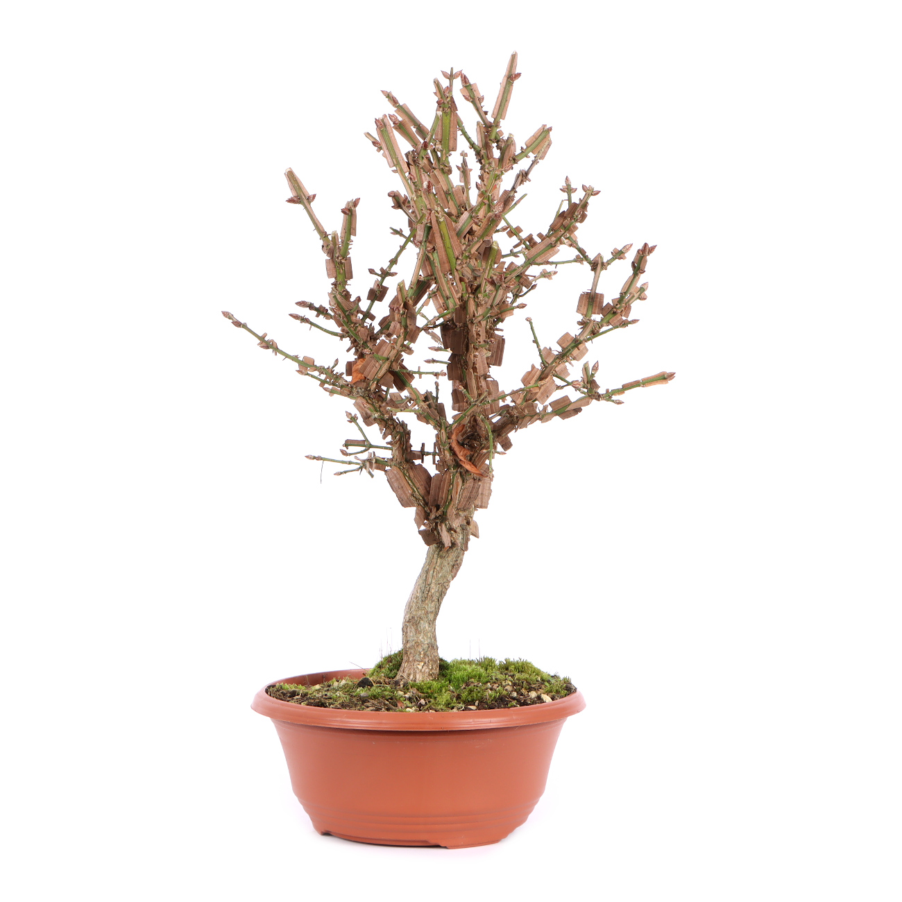 Seitenansicht rechts