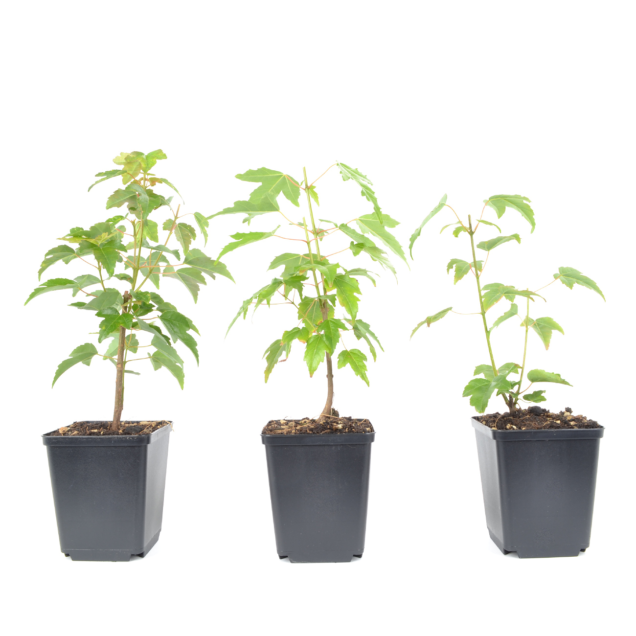 Acer buergerianum