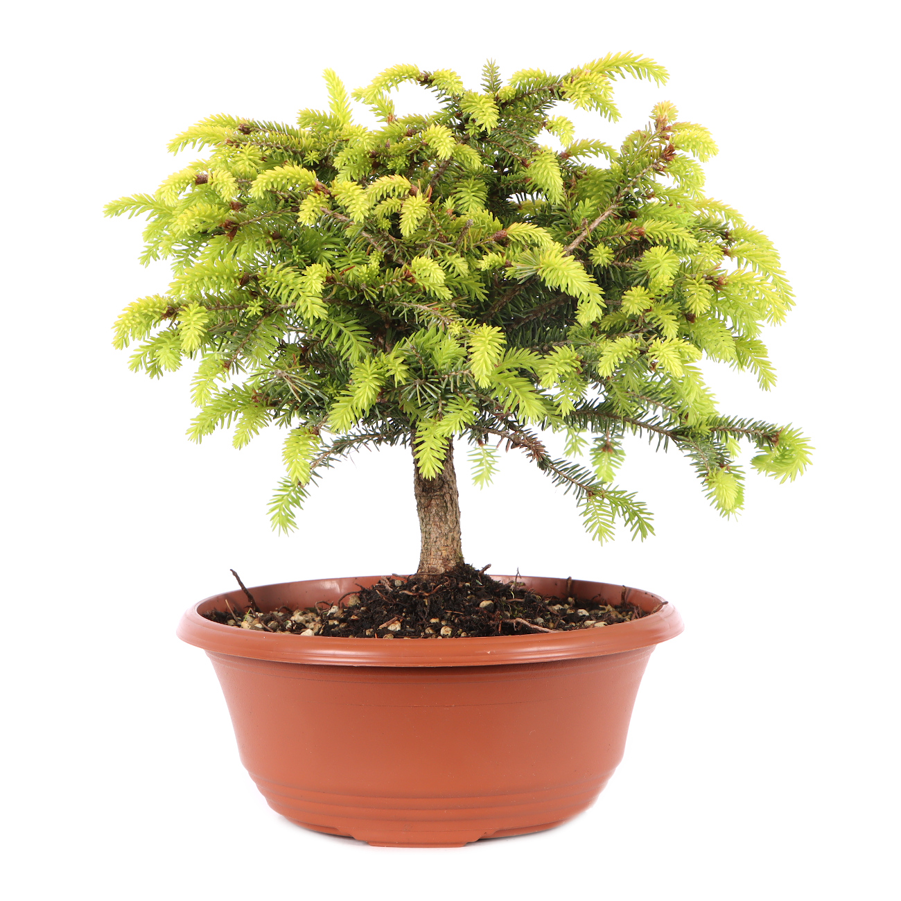 Picea abies 'Nidiformis'