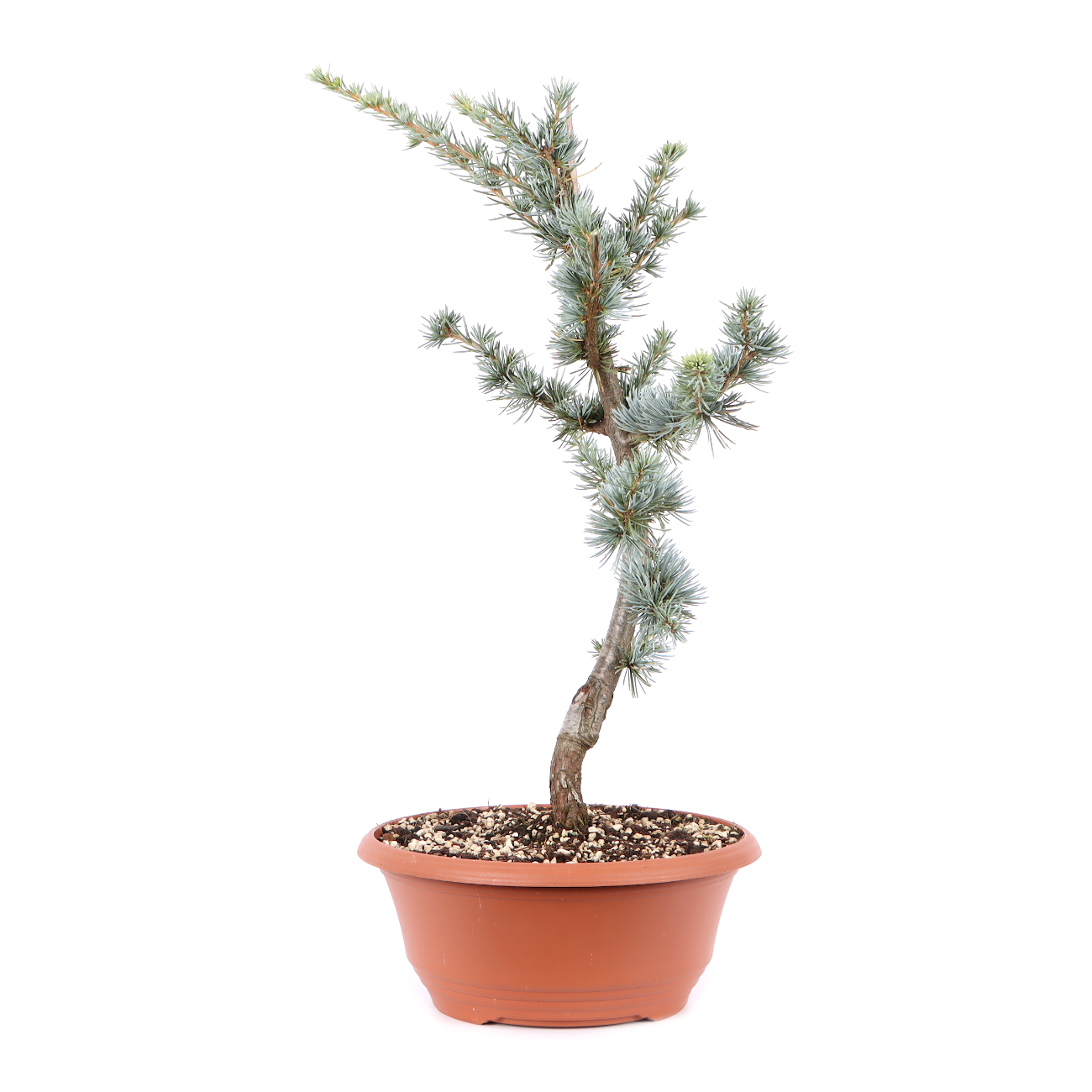Cedrus atlantica 'Glauca'