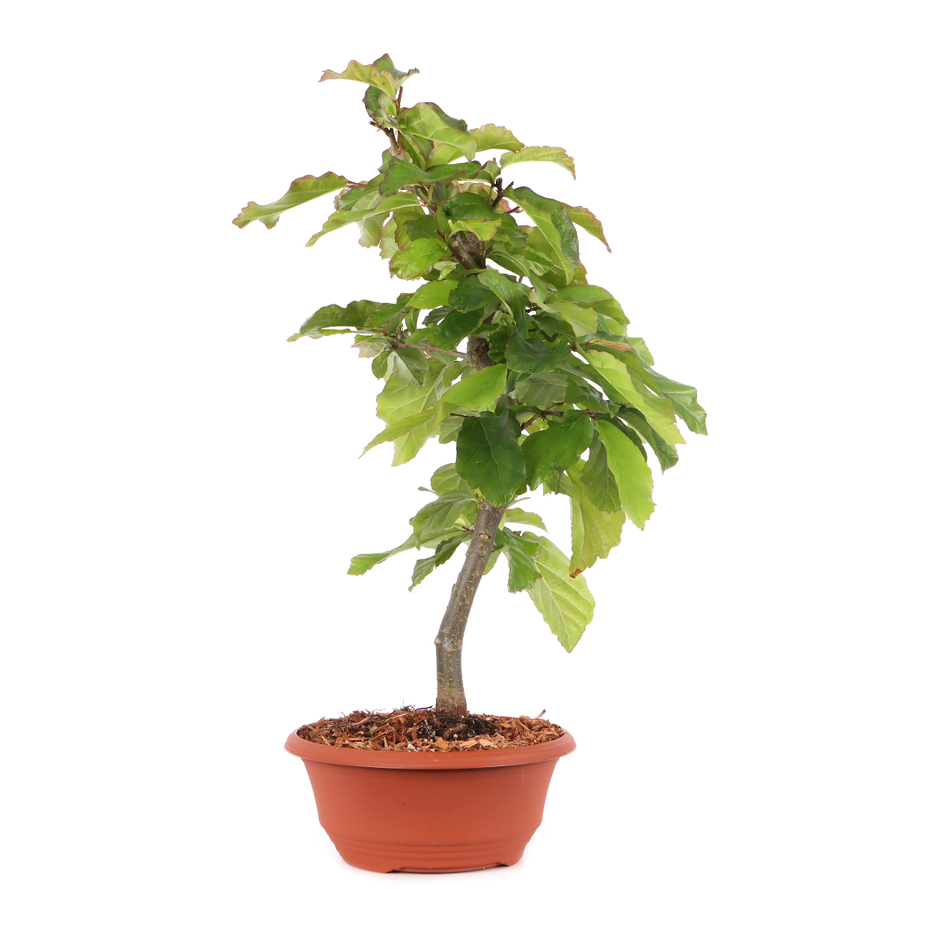 Parrotia persica 'Bella'