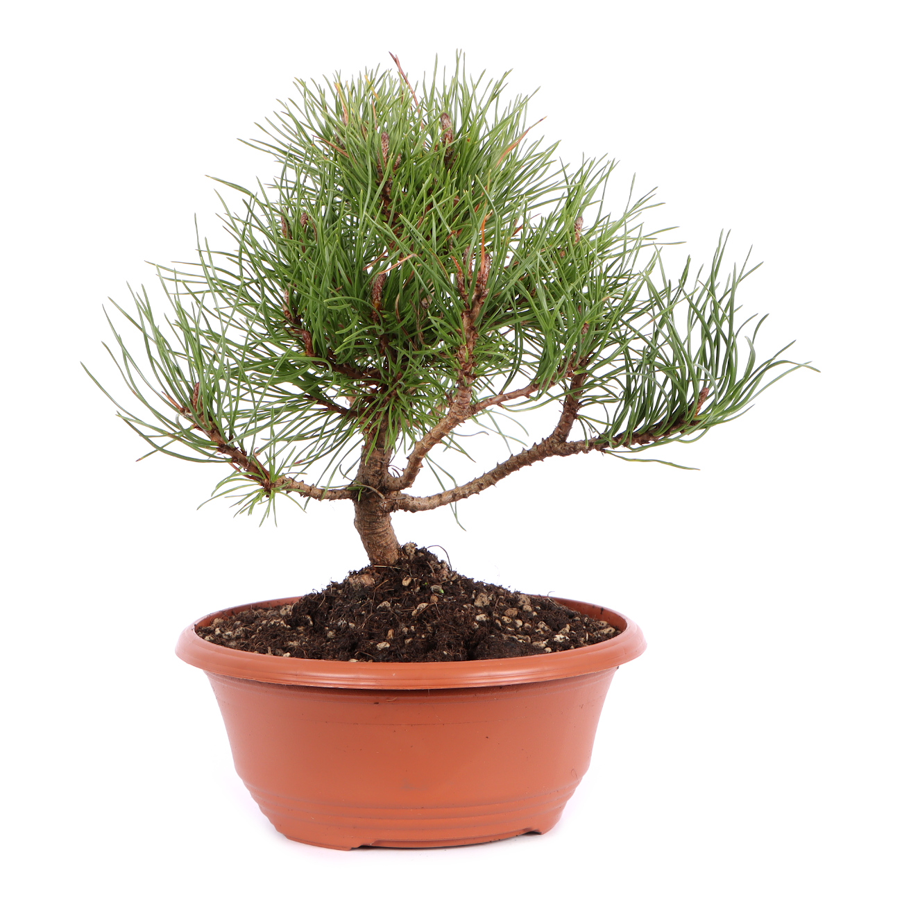 Seitenansicht rechts