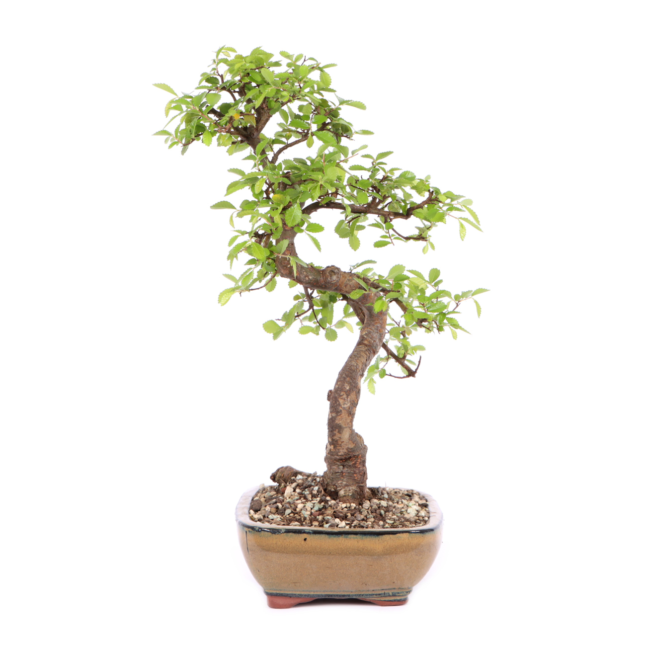 Seitenansicht rechts