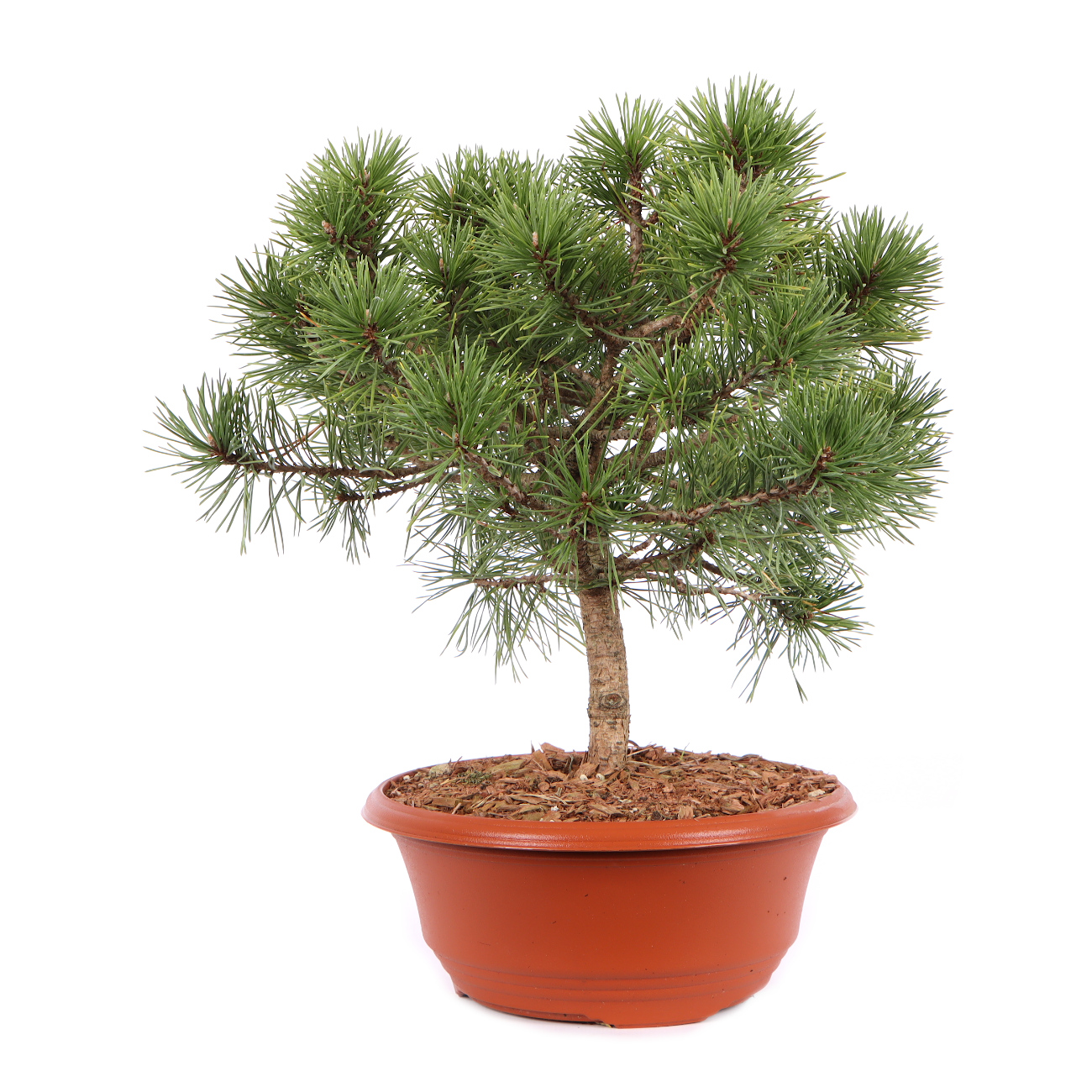 Seitenansicht rechts