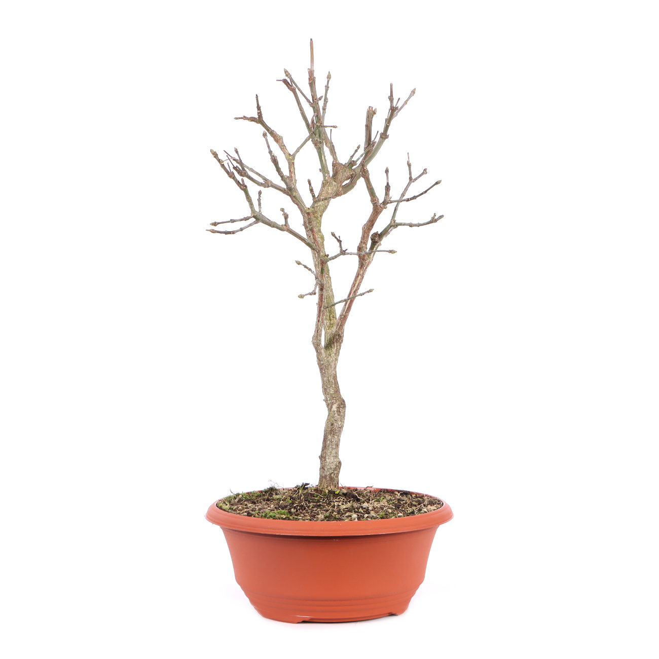 Seitenansicht rechts