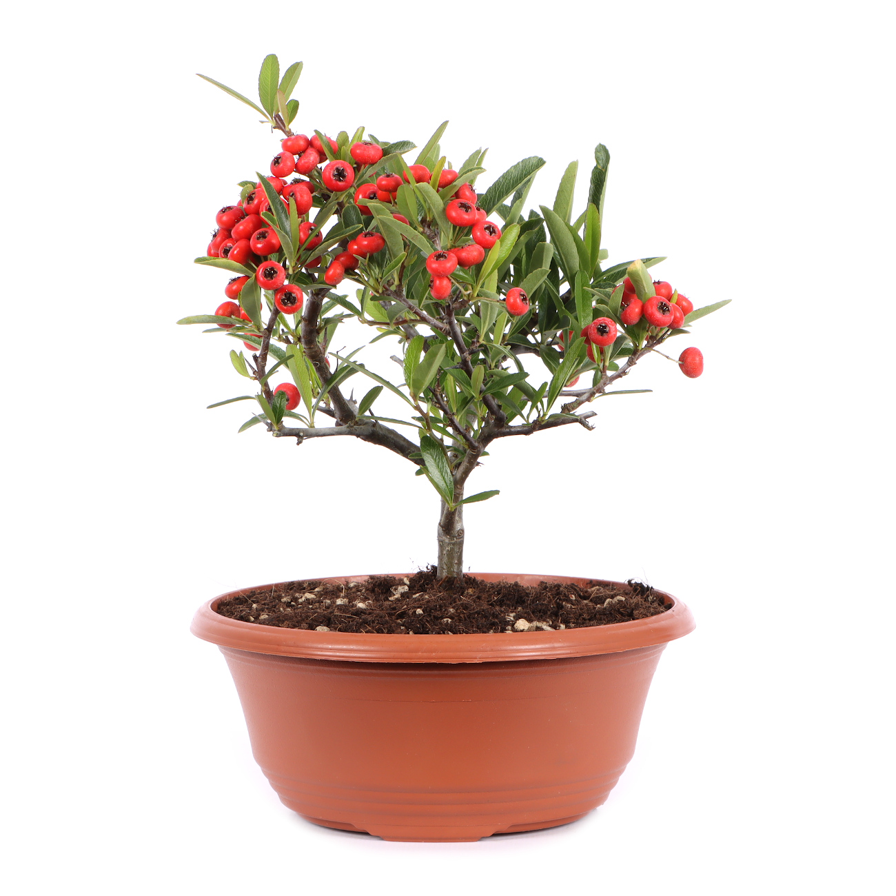 Seitenansicht rechts