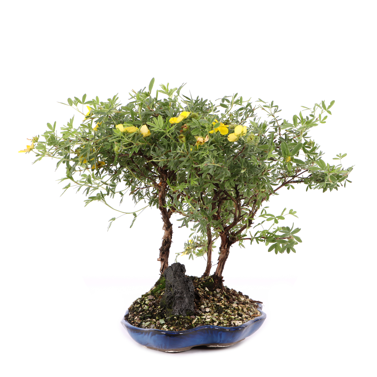 Potentilla fruticosa 'Goldteppich'