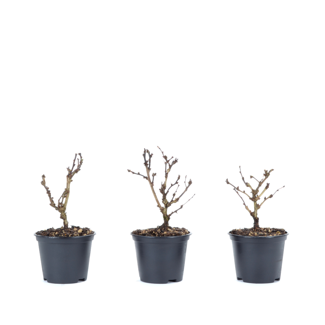 Berberis thunbergii 'Atropurpurea Nana'