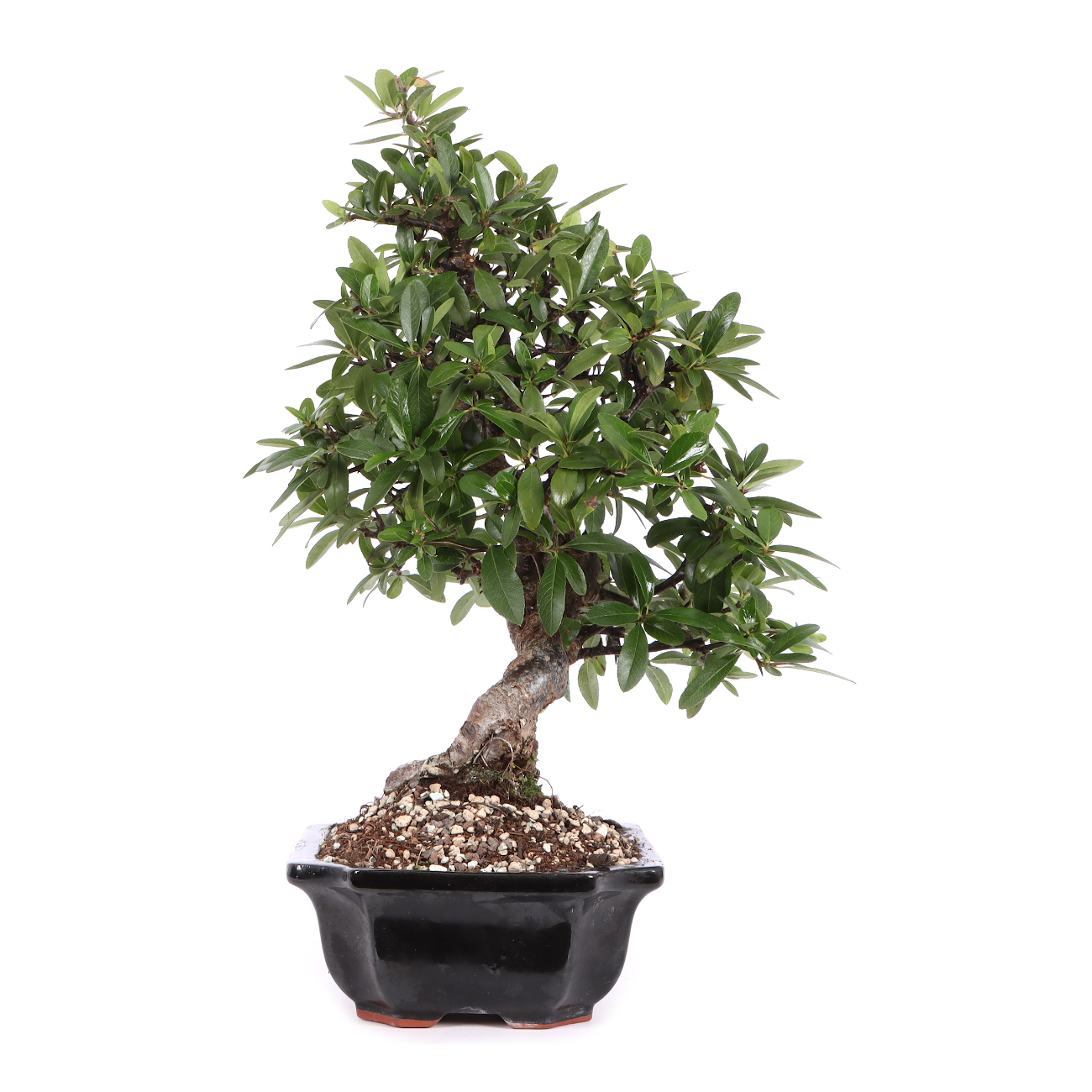 Seitenansicht rechts