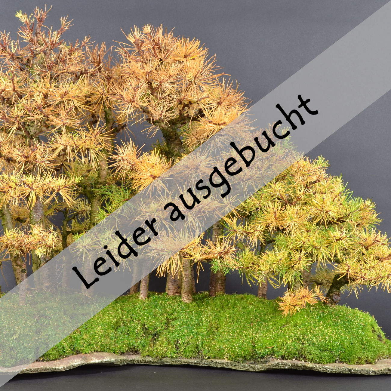 Waldgestaltung - Yose-ue am 20.02.2026