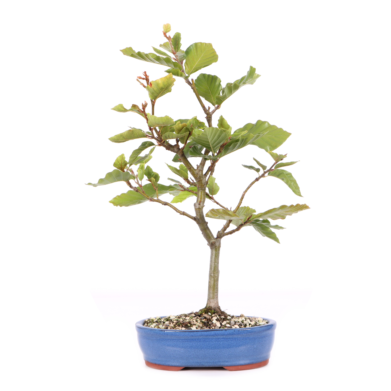 Fagus sylvatica